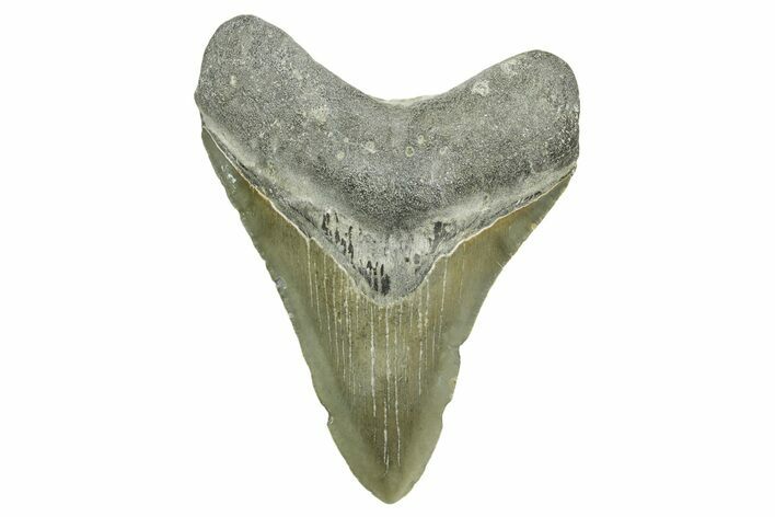 Fossil Megalodon Tooth - North Carolina #368044